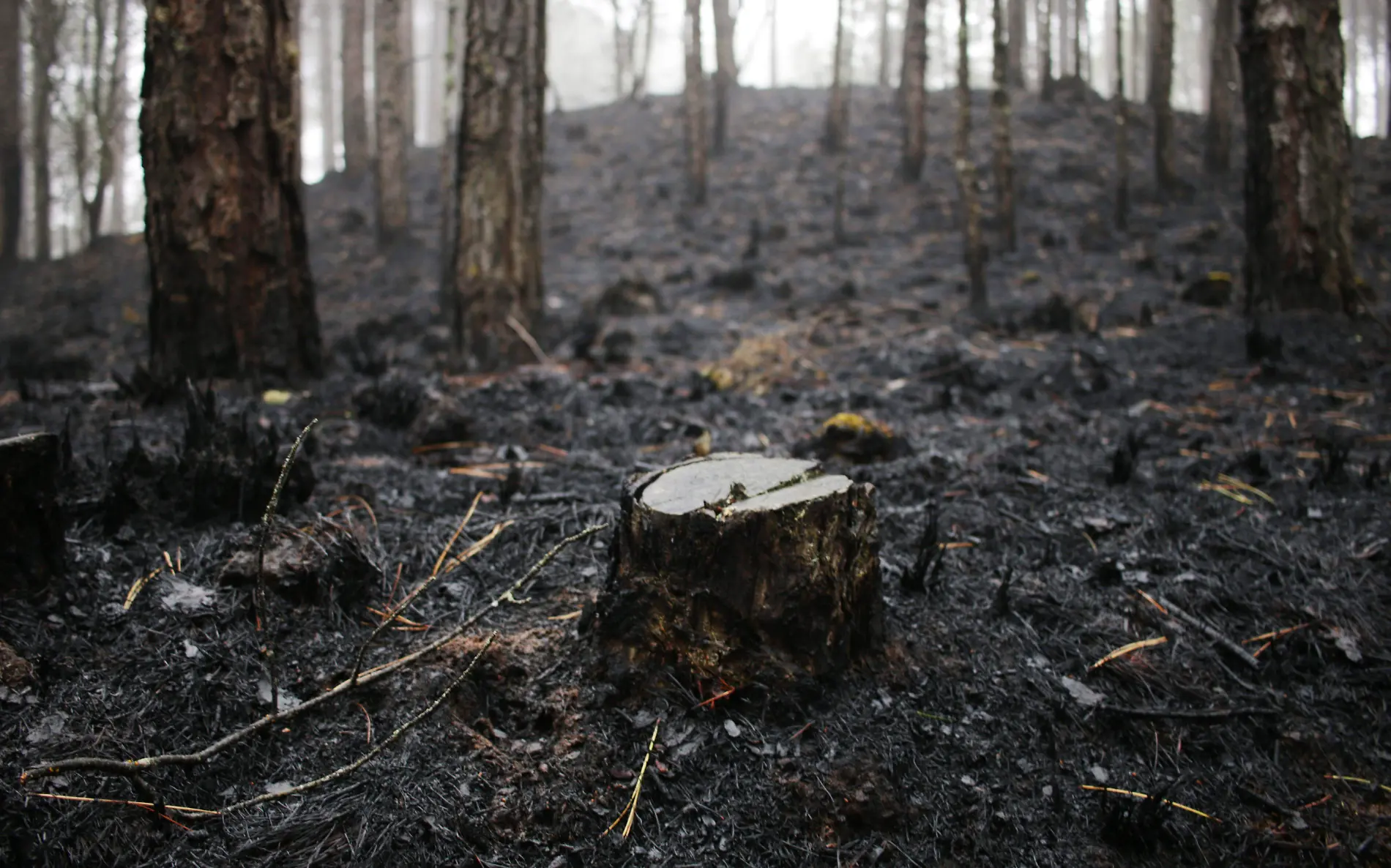 Incendio forestal-Las Vigas-árboles-ricardo01